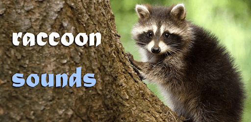 Sounds of Raccoon for PC - Free Download & Install on Windows PC, Mac