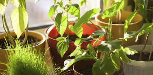 House Plants Dictionary PC screenshot
