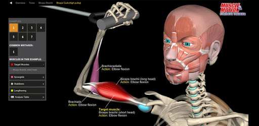 Strength Training by Muscle & Motion PC screenshot