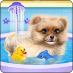 Pomeranian Puppy Day Care for PC Pomeranian Puppy Day Care for PC