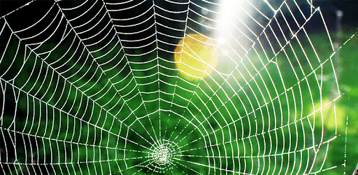 Spider Prank PC screenshot