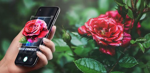 Plant Lens - Plant & Flower Identification PC screenshot Plant Lens - Plant & Flower Identification PC screenshot