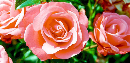 Photo Editor - Rose Photo PC screenshot Photo Editor - Rose Photo PC screenshot