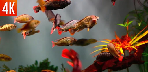 Aquarium 3D PC screenshot Aquarium 3D PC screenshot
