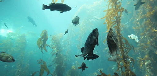Aquarium HD Live Wallpaper PC screenshot Aquarium HD Live Wallpaper PC screenshot