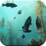 Aquarium HD Live Wallpaper for PC Aquarium HD Live Wallpaper for PC