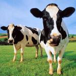 Real Animal Sounds icon