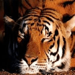 Free Animal Sounds Beta for PC