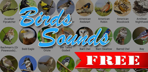 Birds Sounds 200+ PC screenshot Birds Sounds 200+ PC screenshot