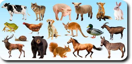 AtoZ Animal Name PC screenshot