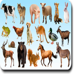 AtoZ Animal Name icon