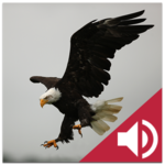 Bird and Animal soundboard for PC