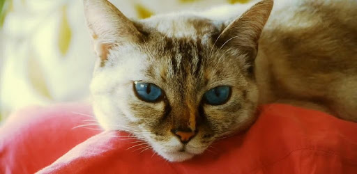 Beautiful Cat Video Wallpaper PC screenshot