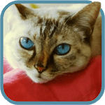 Beautiful Cat Video Wallpaper for PC