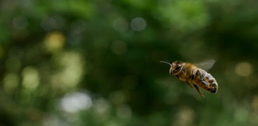 Bees 3D PC screenshot Bees 3D PC screenshot
