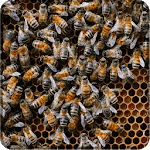 Bees 3D for PC Bees 3D for PC