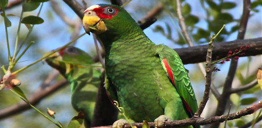 Bird Sounds - Free songs PC screenshot Bird Sounds - Free songs PC screenshot