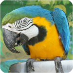 Bird Sounds - Free songs for PC Bird Sounds - Free songs for PC