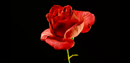 Blooming Rose 3D Video Theme PC screenshot Blooming Rose 3D Video Theme PC screenshot