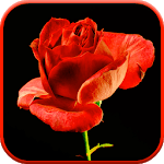 Blooming Rose 3D Video Theme for PC Blooming Rose 3D Video Theme for PC