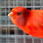 The color of my canary for PC The color of my canary for PC