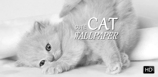Cute Cat Wallpaper HD PC screenshot