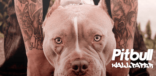 Pitbull Wallpaper HD PC screenshot Pitbull Wallpaper HD PC screenshot