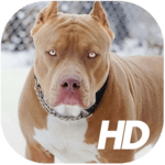 Pitbull Wallpaper HD icon