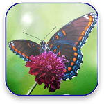 Butterfly Live Video Wallpaper for PC