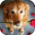 Cute Images for Whatsapp for PC