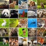 +1100 Animal Wallpapers for PC