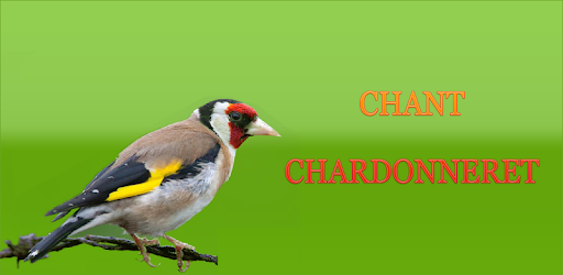 European goldfinch song PC screenshot