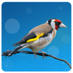 European goldfinch song icon