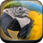 Parrot Sounds for PC