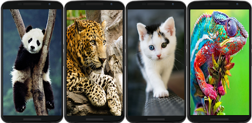 animal wallpaper PC screenshot
