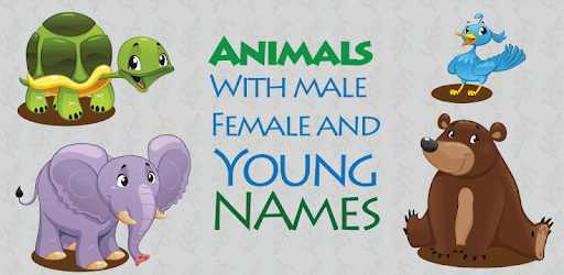 Animals with Male, Female and Young Names PC screenshot