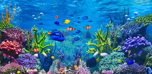 Aquarium Care PC screenshot Aquarium Care PC screenshot