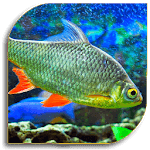Aquarium Care for PC Aquarium Care for PC