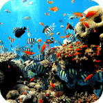 Aquarium Decoration VIDEOs for PC Aquarium Decoration VIDEOs for PC