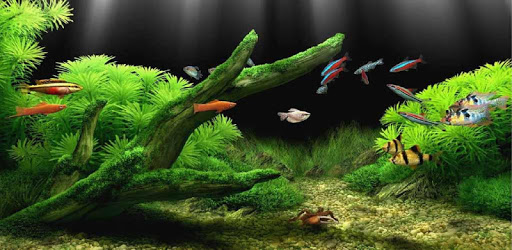Aquarium Live Wallpaper PC screenshot