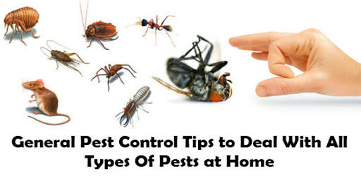 Bed Bugs - Pest PC screenshot