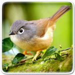 Birds Live Wallpaper for PC