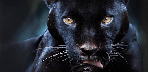 Black Panther Live Wallpaper PC screenshot Black Panther Live Wallpaper PC screenshot