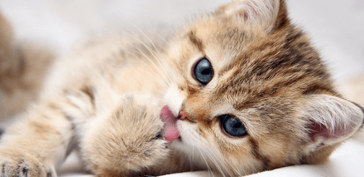 Cat Kittens Live Wallpaper PC screenshot