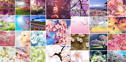 Sakura Wallpaper PC screenshot Sakura Wallpaper PC screenshot