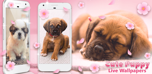 Cute Puppy Live Wallpapers 🐶 PC screenshot Cute Puppy Live Wallpapers 🐶 PC screenshot
