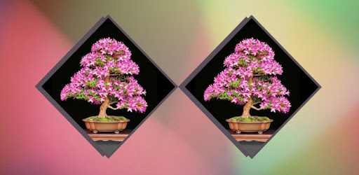 Decorative Plants PC screenshot Decorative Plants PC screenshot