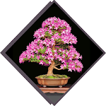 Decorative Plants for PC Decorative Plants for PC