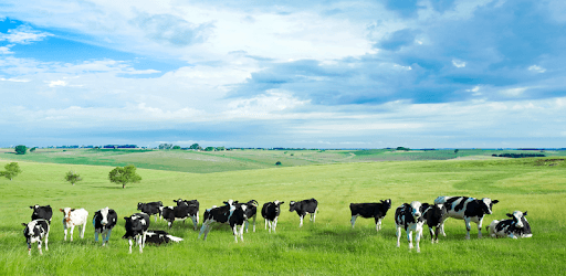 Milk Me PC screenshot