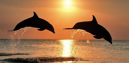 Dolphin Live Wallpaper PC screenshot Dolphin Live Wallpaper PC screenshot